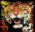 02 Jaguar